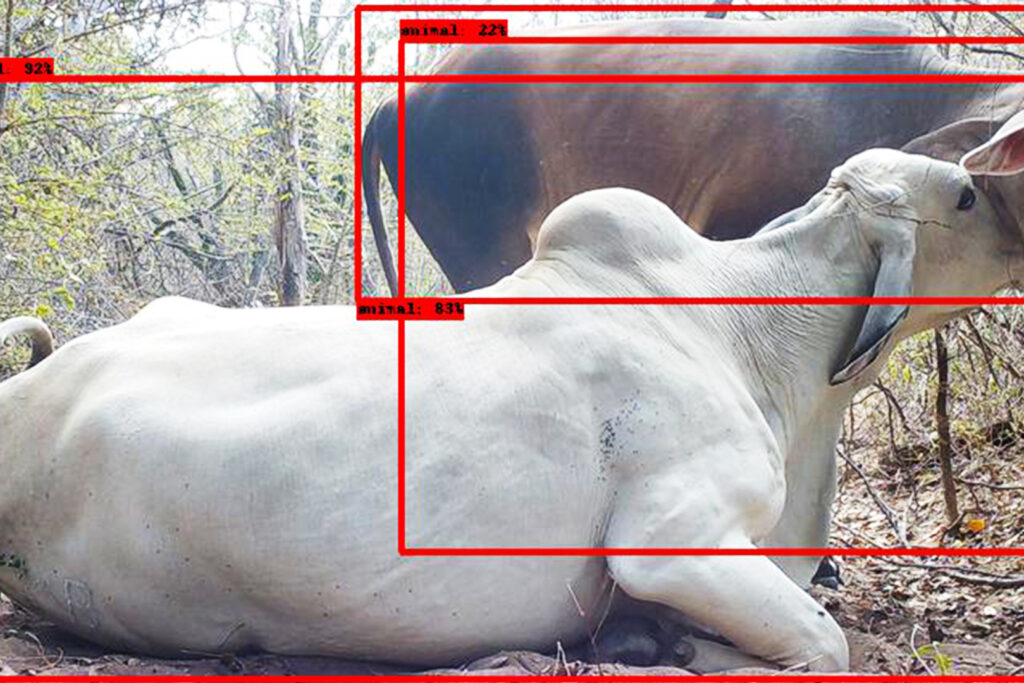 Red boxes outline animals on the rainforest floor
