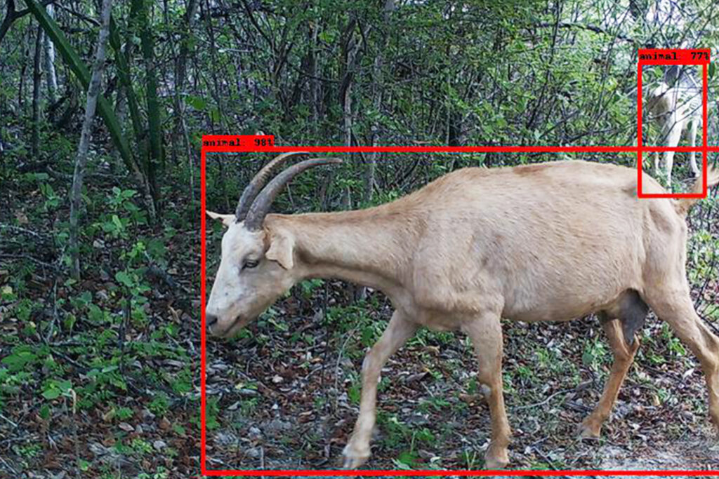 Red boxes outline two animals on the rainforest floor