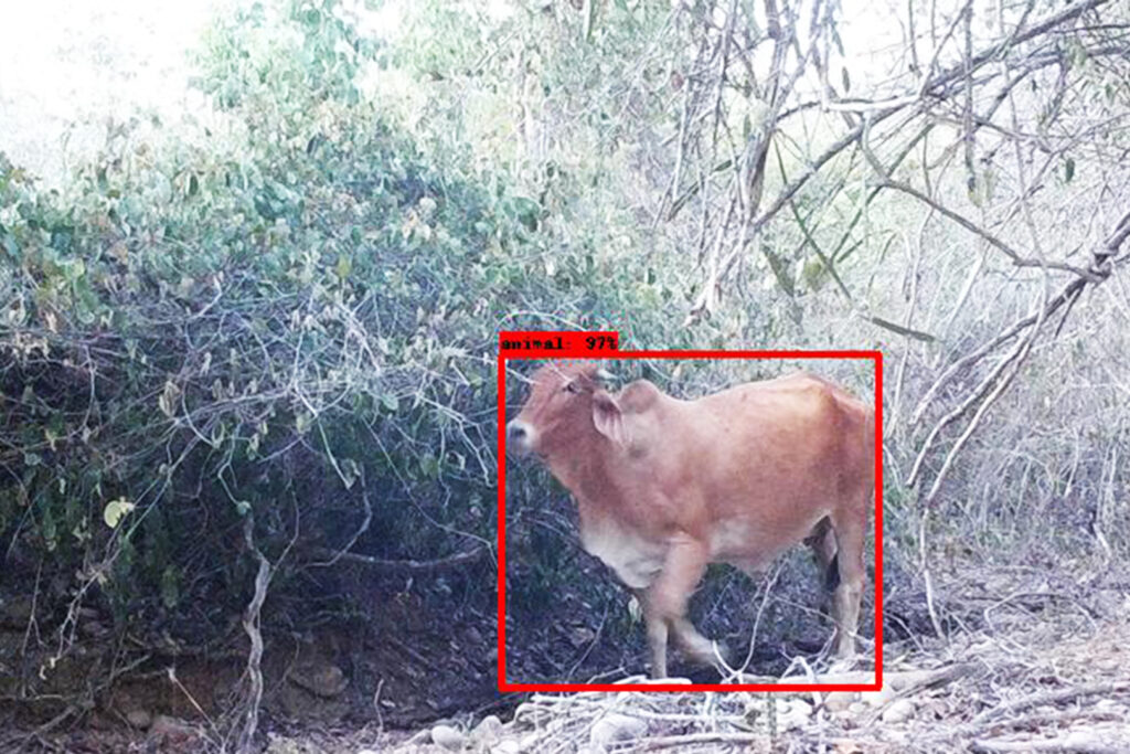 A red box outlines a cow on the rainforest floor